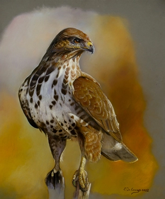 Disegno di poiana realizzato con i pastelli morbidi da Enrico De Cenzo