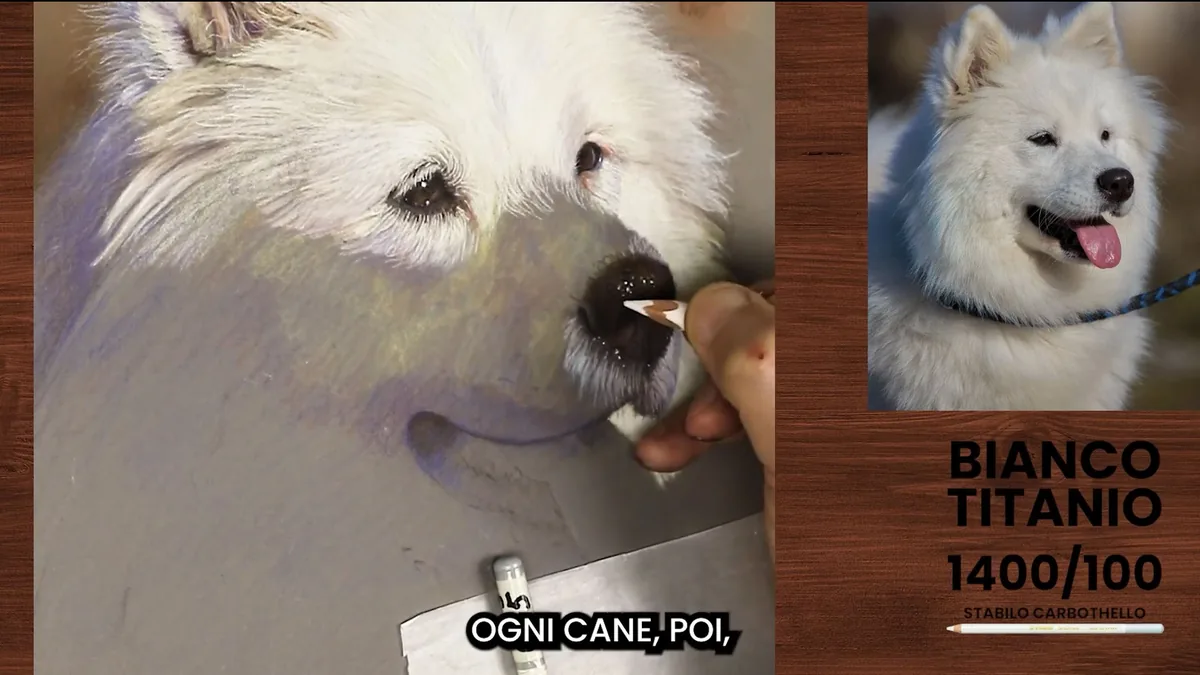 Anteprima del videocorso: ritratto a pastello di un cane bianco