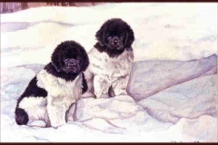 acq.cuccioli-BN