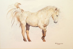 acquerello-cavallo-camargue