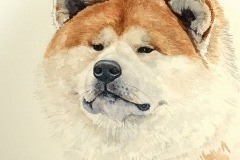 akita-ultimo